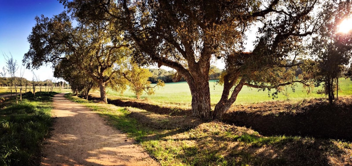 SAULÓ PARC: LA SEVA APLICACIÓ EN ITINERARIS&nbsp;SALUDABLES